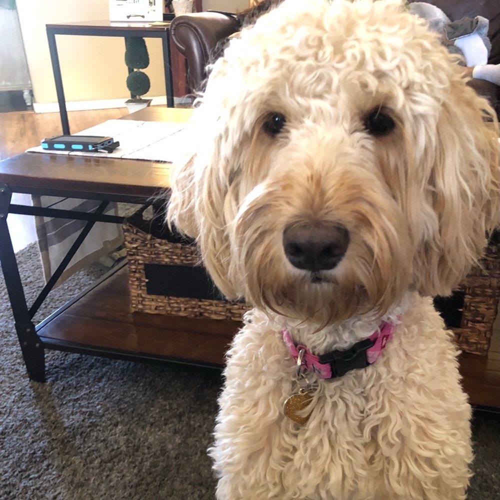 Meet your Posher, Nikki